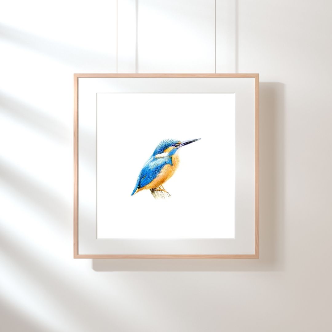 Art Print: IJsvogel